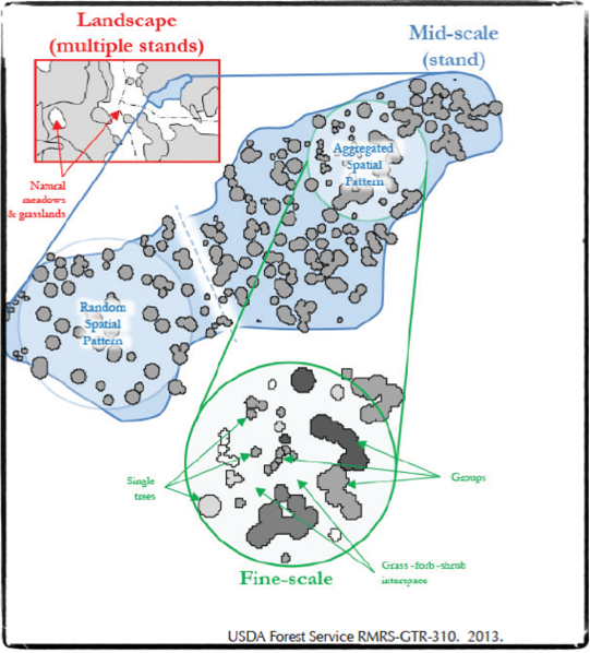 forest restoration