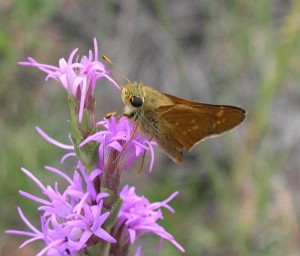 Pawnee Montane Skipper